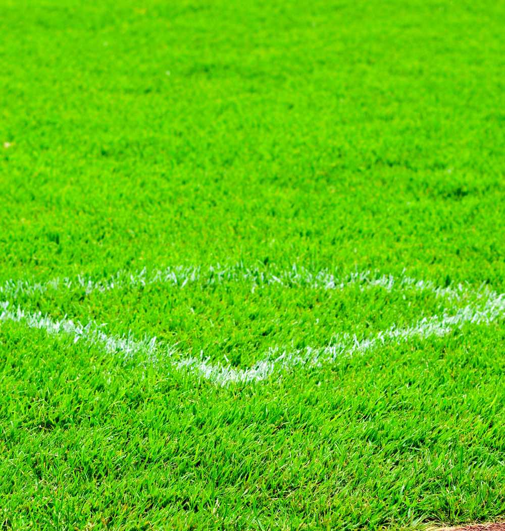 Close-up of natural grass athletic fields with bright green turf and white painted boundary lines, highlighting durability and maintenance quality.