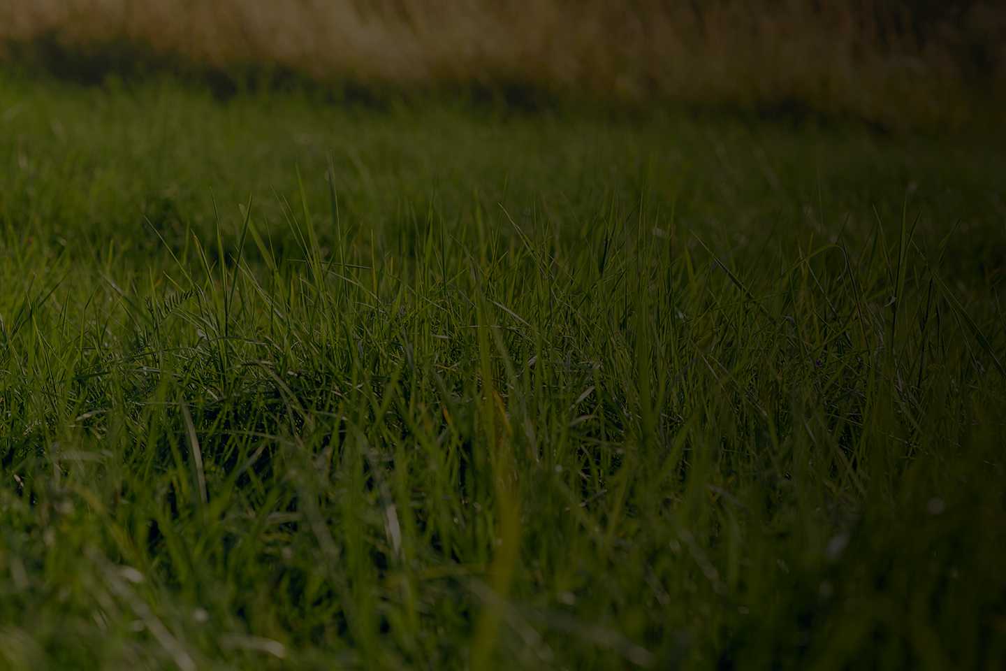 Natural grass athletic fields background featuring lush green blades of grass under soft lighting, perfect for sports or recreation areas.